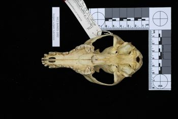 Media type: image;   Mammalogy BANGS-1992 Description: Image of skeleton specimen - ventral view. ventral view of skull.;
